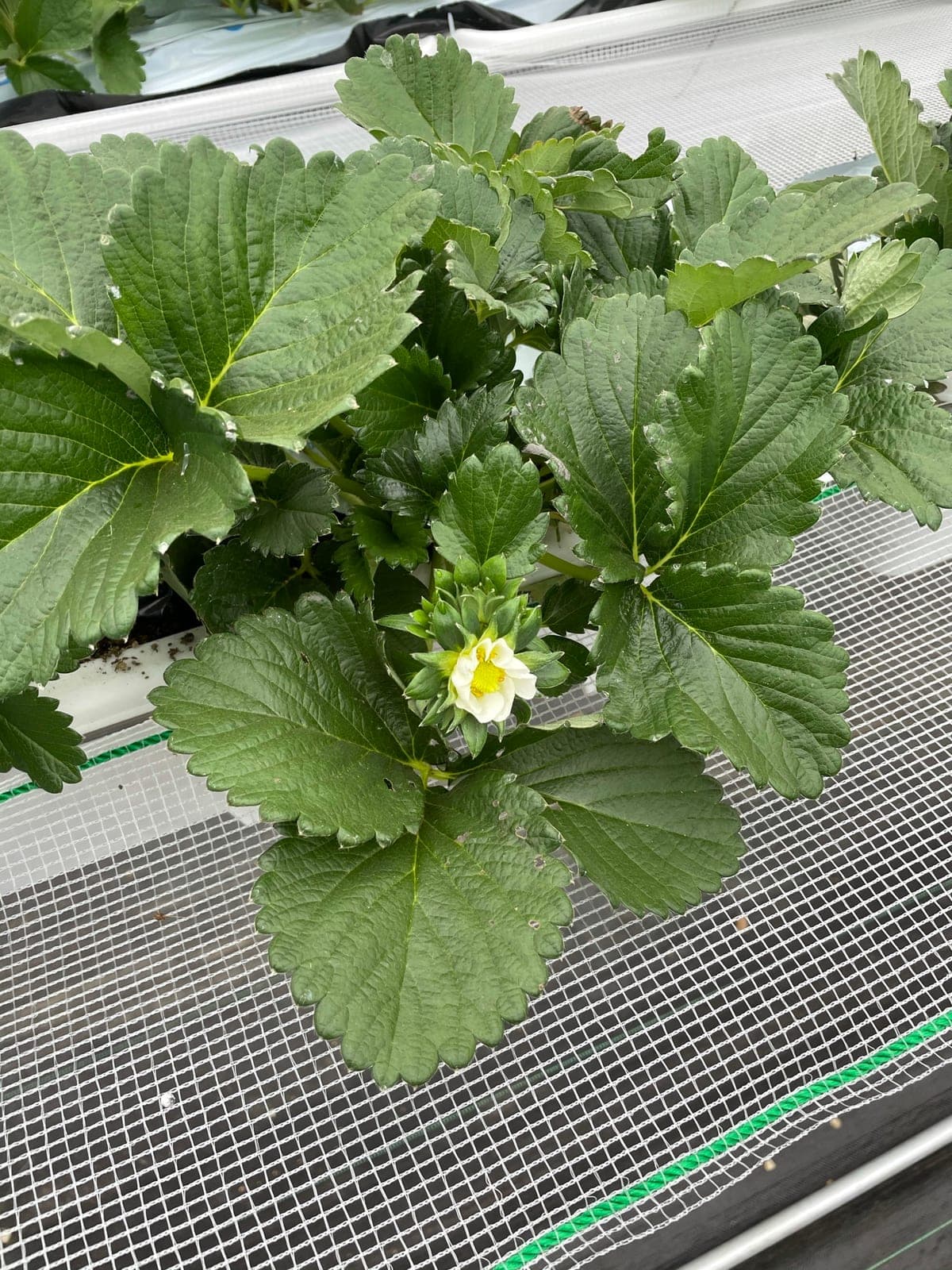 駒ヶ根いちご園の畑