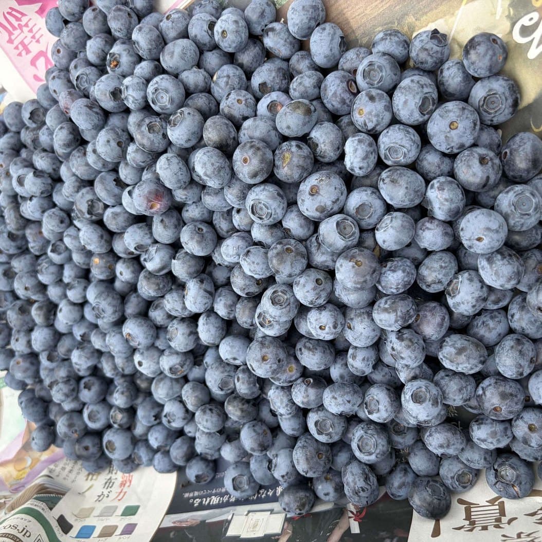 収穫した八ヶ岳ブルーベリー